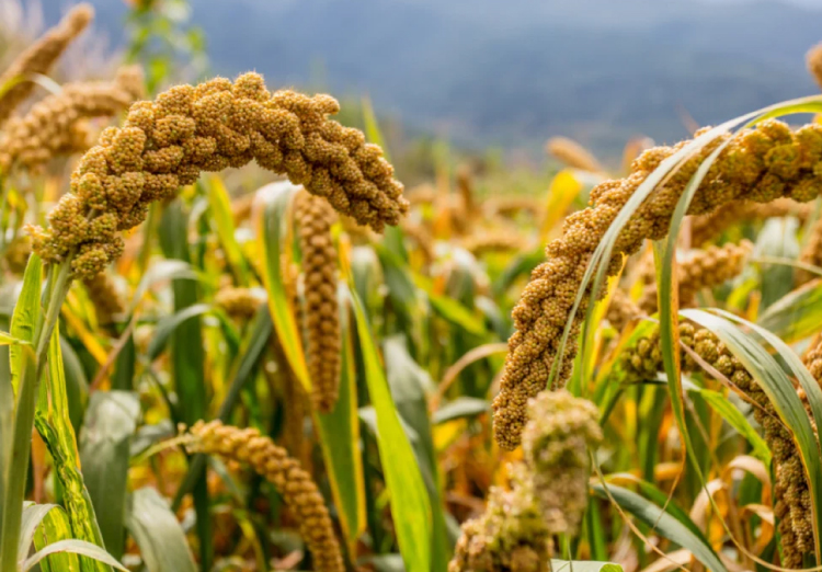 irrigation wells water production zamatic valley pivots drip oil sludge algae brush casing nozzels cleaning corn wheat cotton john deere case farm equipment well cleaning aquifer bailing rust blockage clay production plus irrigation well rejuvenation dave nash sorghum maize silage hay