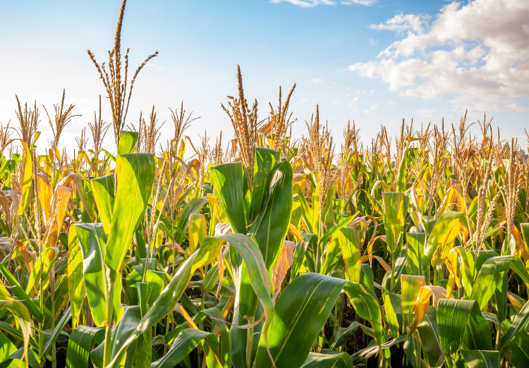 irrigation wells water production zamatic valley pivots drip oil sludge algae brush casing nozzels cleaning corn wheat cotton john deere case farm equipment well cleaning aquifer bailing rust blockage clay production plus irrigation well rejuvenation dave nash sorghum maize silage hay