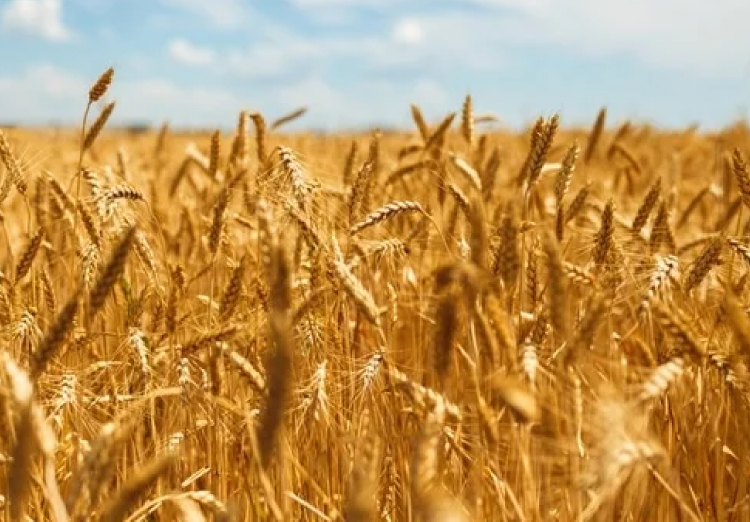 irrigation wells water production zamatic valley pivots drip oil sludge algae brush casing nozzels cleaning corn wheat cotton john deere case farm equipment well cleaning aquifer bailing rust blockage clay production plus irrigation well rejuvenation dave nash sorghum maize silage hay