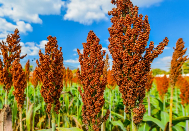 irrigation wells water production zamatic valley pivots drip oil sludge algae brush casing nozzels cleaning corn wheat cotton john deere case farm equipment well cleaning aquifer bailing rust blockage clay production plus irrigation well rejuvenation dave nash sorghum maize silage